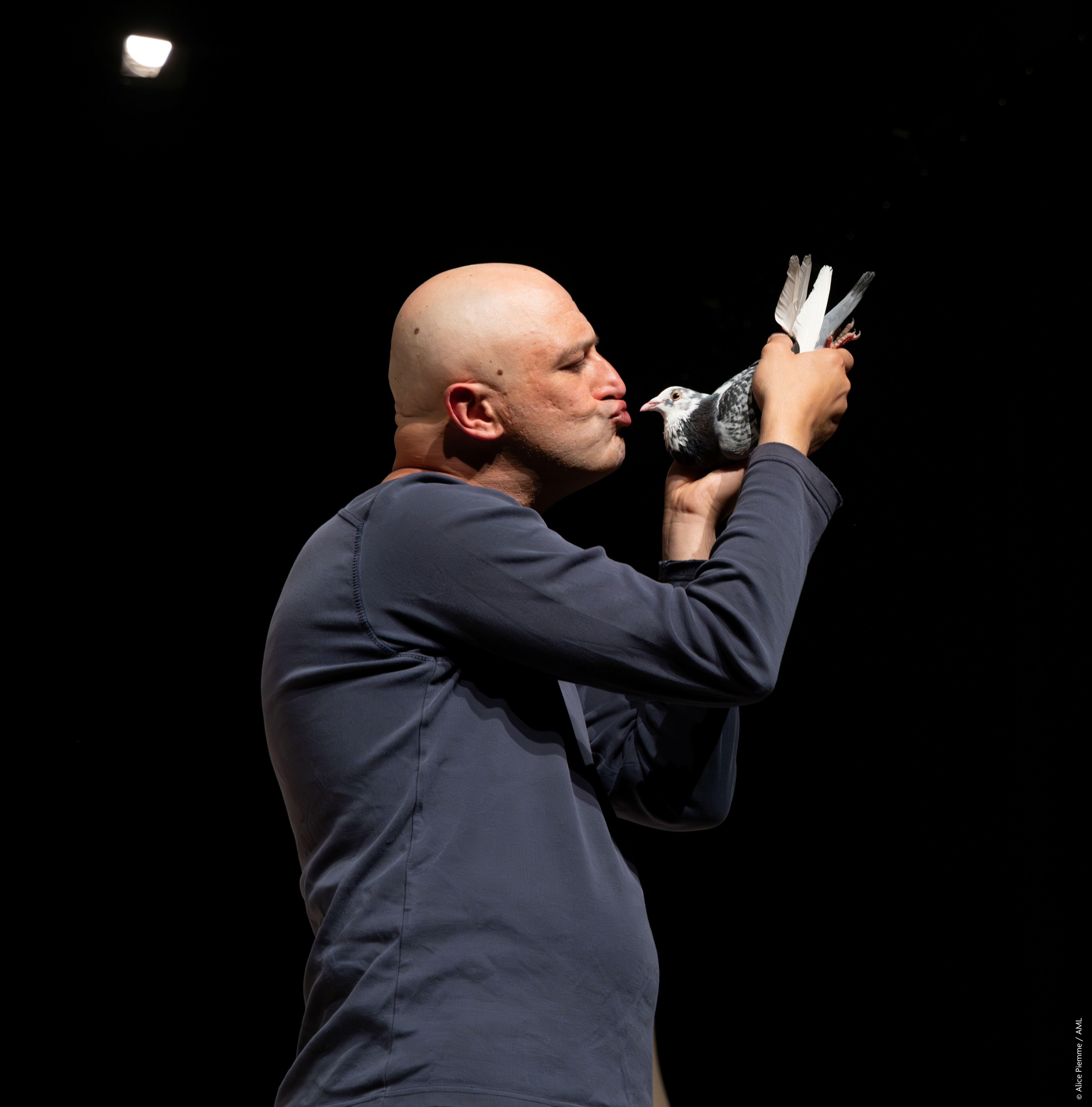 pigeons